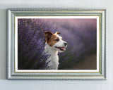 Jack Russel Terrier im Lavendel