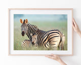 Zebra-Mama und Junges