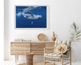 Blauwal unter Wasser