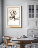 Aloe Americana - Agave