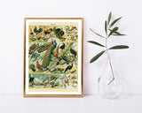 Adolphe Philippe Millot - Vogelarten