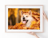 Akita Inu im Laub