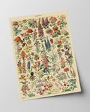 Adolphe Philippe Millot - Vintage Blumen-Übersicht