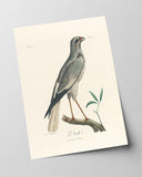 François Levaillant - Grauer Vogel