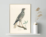 François Levaillant - Grauer Vogel