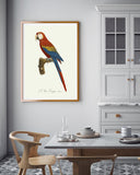 François Levaillant - Roter Ara