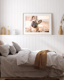 Französische Bulldogge