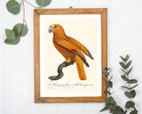 François Levaillant - Gelber Paradiesvogel