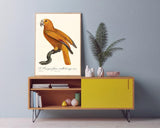 François Levaillant - Gelber Paradiesvogel