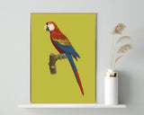 François Levaillant - Roter Ara