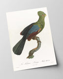 François Levaillant - Grüner Paradiesvogel