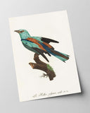 François Levaillant - Bunter Paradiesvogel