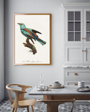 François Levaillant - Bunter Paradiesvogel