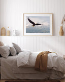 Fliegender Weißkopfseeadler