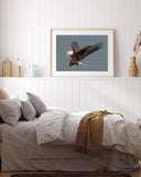 Fliegender Weißkopfseeadler