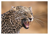 Fauchender Leopard