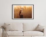 Eule in Sommerlandschaft