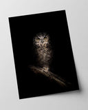 Eule auf schwarzem Hintergrund