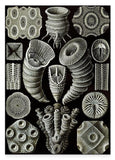 Ernst Haeckel - Kunstformen des Meeres