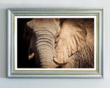 Elefant - Nahaufnahme