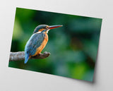 Eisvogel auf einem Ast