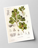 Eichenzweig mit Blättern und Eicheln