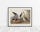 John James Audubon - Zwei Enten im Gefecht