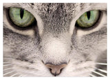 Katzen-Augen