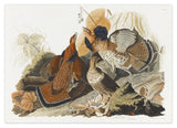 John James Audubon - Rebhühner auf Nahrungssuche