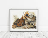 John James Audubon - Rebhühner auf Nahrungssuche