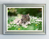 Katze in Blumenwiese
