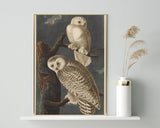 John James Audubon - Weiße Eulen bei Nacht