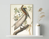 John James Audubon - Pelikan am Baum