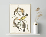 John James Audubon - Vögel auf Nahrungssuche