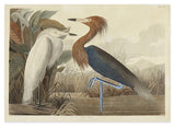 John James Audubon - Zwei Vögel am See