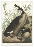 John James Audubon - Brütende Enten