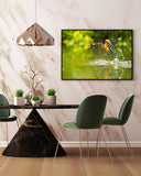 Jagender Eisvogel am Wasser