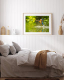 Jagender Eisvogel am Wasser