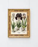 Iris-Blumen