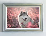 Husky in Blumenwiese