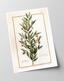 Houx Frelon - Stechpalme