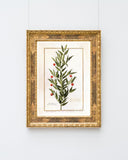 Houx Frelon - Stechpalme