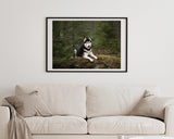 Husky im Wald