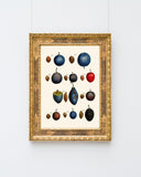 Pflaumenarten - Zwetschgen