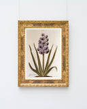 Pflanze mit lilafarbenen Blüten