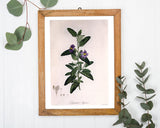 Pflanze mit lila Blüten