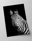 Zebra auf schwarzem Hintergrund