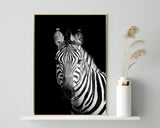 Zebra auf schwarzem Hintergrund