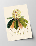 Weißer Rhododendron