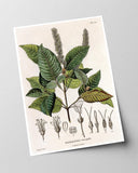 Weinmannia Heterophylla